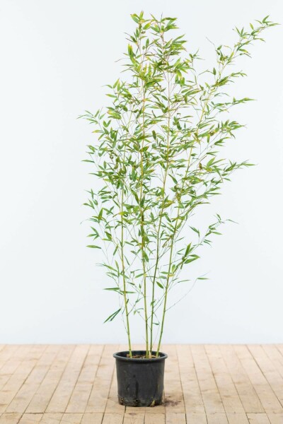 Bamboe / Phyllostachys Bissetii 125-150 cm - Pot