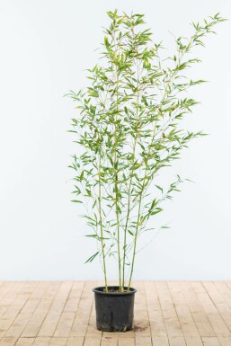 Bamboe Phyllostachys Bisetti Haag 120-140 Pot Bamboe / Phyllostachys Bissetii 120-140 cm