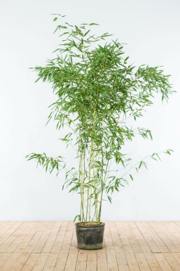 Bamboe / Phyllostachys Bissetii 150-175 cm