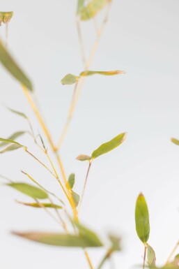 Bamboe Phyllostachys Bisetti Haag 150-175 Pot Bamboe / Phyllostachys Bissetii 150-175 cm