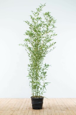Bamboe Phyllostachys Bisetti Haag 175-200 Pot Bamboe / Phyllostachys Bissetii 175-200 cm