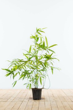 Zwarte Bamboe Phyllostachys Nigra Haag 60-80 Pot