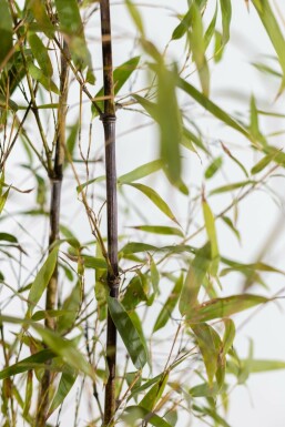 Zwarte Bamboe / Phyllostachys Nigra 60-80 cm