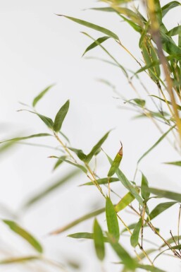 Zwarte Bamboe / Phyllostachys Nigra 60-80 cm