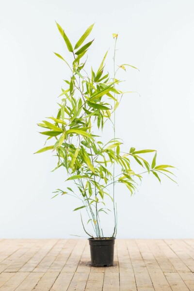 Zwarte Bamboe / Phyllostachys Nigra 80-100 cm