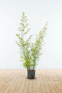 Zwarte Bamboe Phyllostachys Nigra Haag 100-125 Pot Zwarte Bamboe / Phyllostachys Nigra 100-125 cm