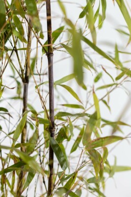 Zwarte Bamboe Phyllostachys Nigra Haag 100-125 Pot