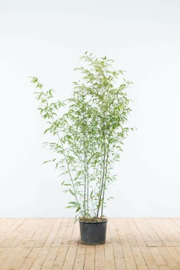 Zwarte Bamboe Phyllostachys Nigra Haag 125-150 Pot Zwarte Bamboe / Phyllostachys Nigra 125-150 cm