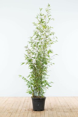 Zwarte Bamboe Phyllostachys Nigra Haag 150-175 Pot Zwarte Bamboe / Phyllostachys Nigra 150-175 cm