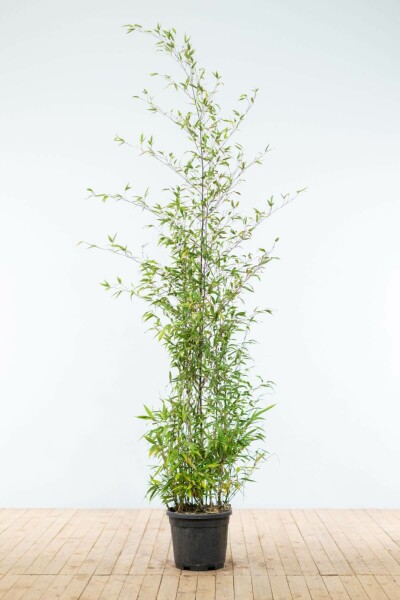 Zwarte Bamboe / Phyllostachys Nigra 175-200 cm