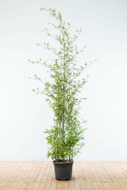 Zwarte Bamboe Phyllostachys Nigra Haag 175-200 Pot