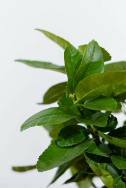 Limoenboom Citrus Aurantifolia Lime Verde Ministam 20-30 Pot