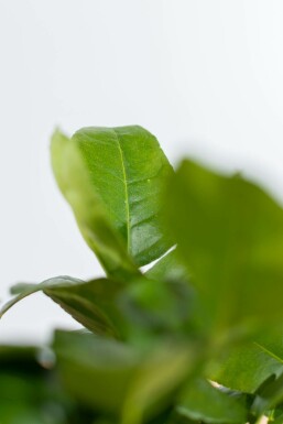 Limoenboom / Citrus Aurantifolia ministam 20-30 cm