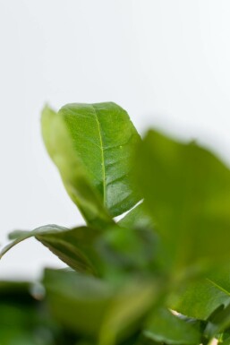 Limoenboom Citrus Aurantifolia Lime Verde Ministam 20-30 Pot
