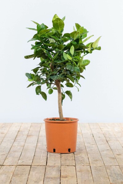 Limoenboom Citrus Aurantifolia Lime Verde Ministam 40-60 Pot Limoenboom / Citrus Aurantifolia ministam 40-60 cm