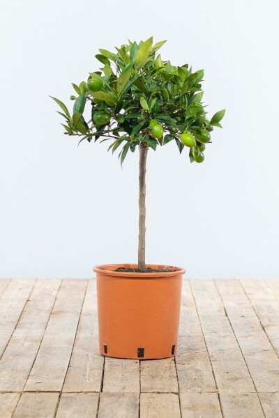 Citrusboom Citrus Clementine Ministam 60-80 Pot Citrusboom / Citrus Clementina ministam 60-80 cm