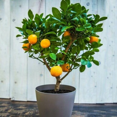 Citrusboom Citrus Clementine Ministam 60-80 Pot Citrusboom / Citrus Clementina ministam 60-80 cm