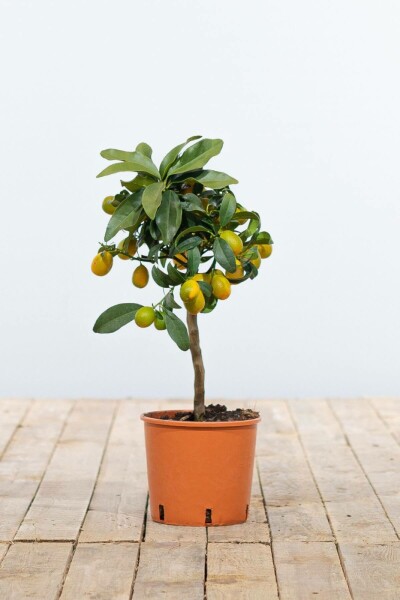 Citrus Kumquat Citrus Fortunella Kumquat Ministam 20-30 Pot Citrus Kumquat / Fortunella Margarita ministam 20-30 cm