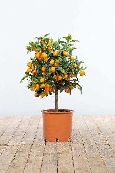 Citrus Kumquat Citrus Fortunella Kumquat Ministam 40-60 Pot Citrus Kumquat / Fortunella Margarita ministam 40-60 cm