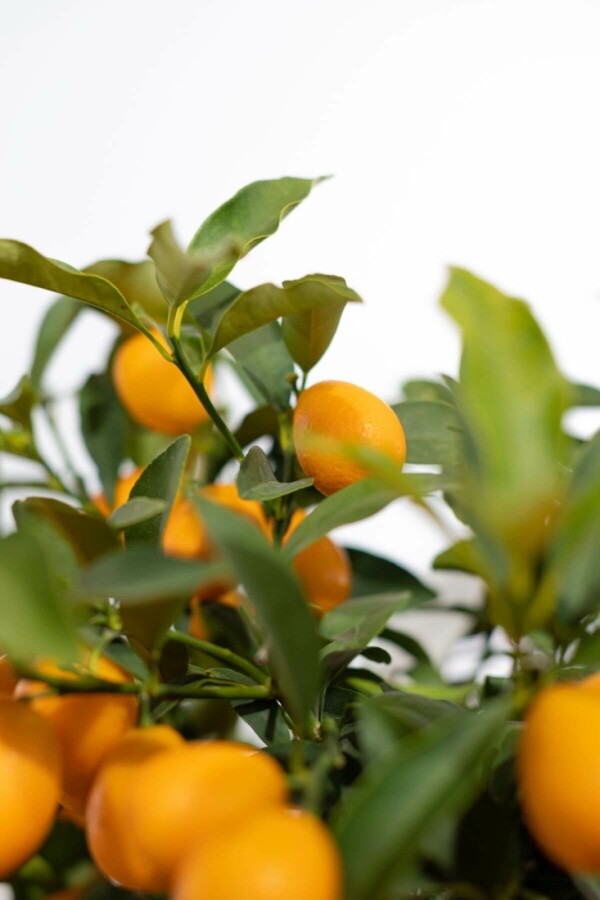 Citrus Kumquat Citrus Fortunella Kumquat Ministam 40-60 Pot Citrus Kumquat / Fortunella Margarita ministam 40-60 cm