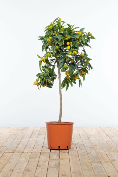 Citrus Kumquat Citrus Fortunella Kumquat Ministam 60-80 Pot Citrus Kumquat / Fortunella Margarita ministam 60-80 cm