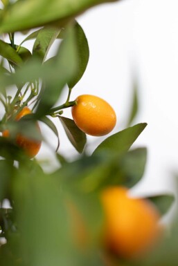 Citrus Kumquat Citrus Fortunella Kumquat Ministam 80-100 Pot