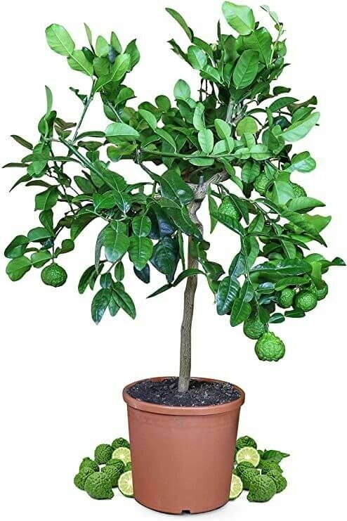 Kaffirlimoen Citrus Hystrix Ministam 40-60 Pot Kaffirlimoen / Citrus Hystrix ministam 40-60 cm