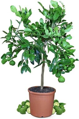 Kaffirlimoen Citrus Hystrix Ministam 40-60 Pot