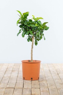 Kaffirlimoen / Citrus Hystrix ministam 60-80 cm