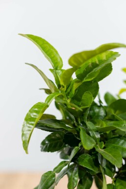 Kaffirlimoen / Citrus Hystrix ministam 60-80 cm