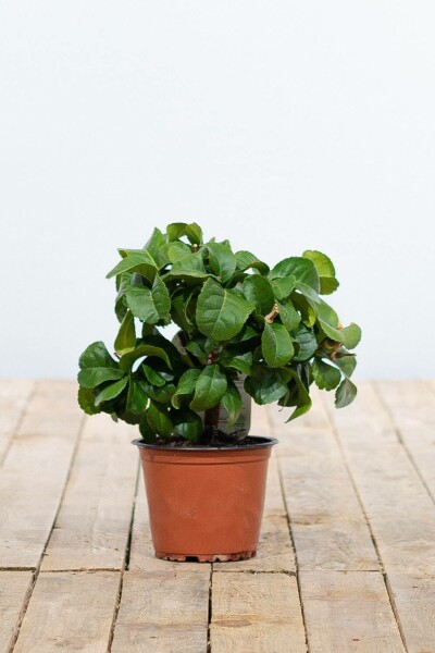 Citroenboom Citrus Limon Ministam 20-30 Pot Citroenboom / Citrus Limon ministam 20-30 cm