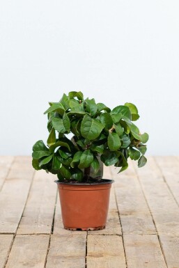 Citroenboom Citrus Limon Ministam 20-30 Pot Citroenboom / Citrus Limon ministam 20-30 cm