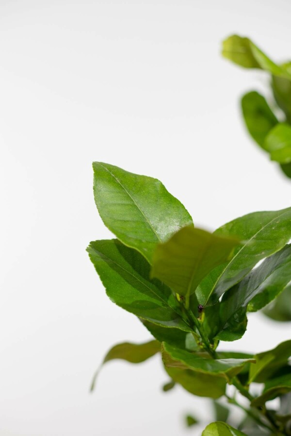 Citroenboom Citrus Limon Ministam 20-30 Pot Citroenboom / Citrus Limon ministam 20-30 cm