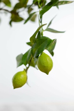 Citroenboom / Citrus Limon ministam 20-30 cm