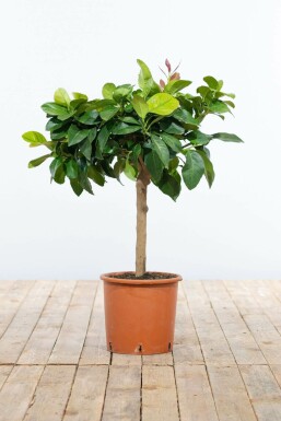 Citroenboom Citrus Limon Ministam 40-60 Pot Citroenboom / Citrus Limon ministam 40-60 cm