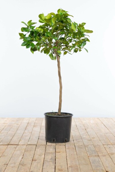 Citroenboom / Citrus Limon ministam 60-80 cm