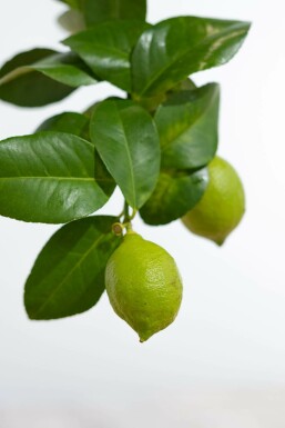 Citroenboom Citrus Limon Ministam 60-80 Pot Citroenboom / Citrus Limon ministam 60-80 cm