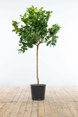 Citroenboom / Citrus Limon ministam 80-100 cm