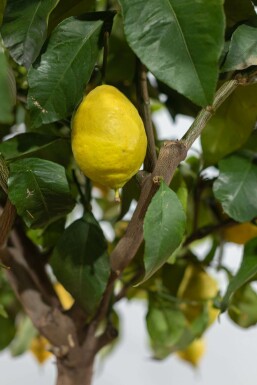 Citroenboom / Citrus Limon op stam 150-175 cm