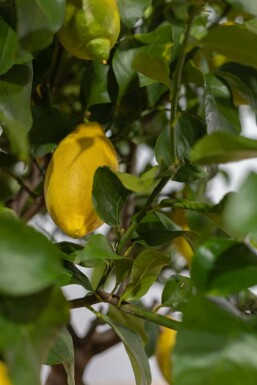 Citroenboom / Citrus Limon op stam 150-175 cm