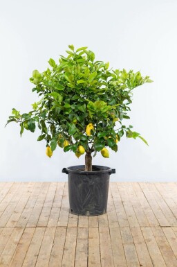Citroenboom Citrus Limon Op stam 20-30 175-200 Pot