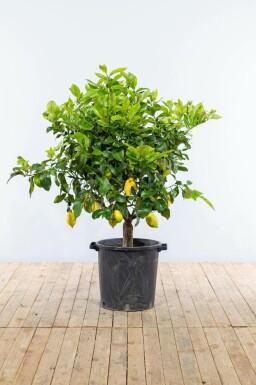 Citroenboom Citrus Limon Op stam 20-30 175-200 Pot Citroenboom / Citrus Limon op stam 175-200 cm
