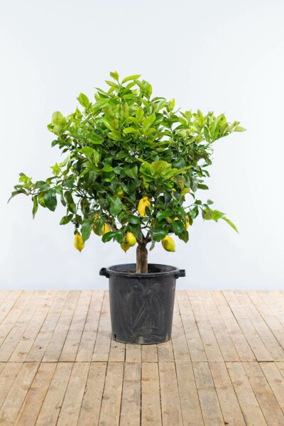 Citroenboom Citrus Limon Op stam 40-50 175-200 Pot Citroenboom / Citrus Limon op stam 175-200 cm