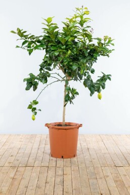Citroenboom Citrus Limon Op stam 5-10 125-150 Pot Citroenboom / Citrus Limon op stam 125-150 cm