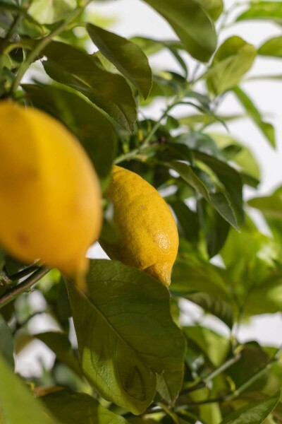 Citroenboom - Citrusboom - Fruitboom - 50-70 Cm Hoog Citroenboom - Citrusboom - Fruitboom - 50-70 Cm Hoog