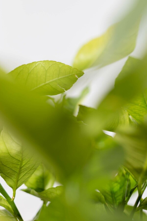 Citroenboom Citrus Limon Op stam 50-60 175-200 Pot Citroenboom / Citrus Limon op stam 175-200 cm