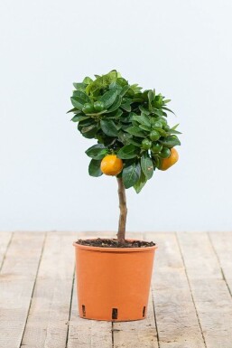 Citroenboom Citrus Mitis Calamondin Ministam 20-30 Pot Citrusboom / Citrus Calamondin ministam 20-30 cm