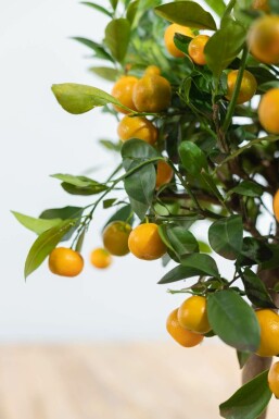 Citroenboom Citrus Mitis Calamondin Ministam 20-30 Pot Citrusboom / Citrus Calamondin ministam 20-30 cm