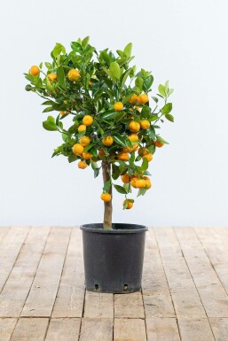Citroenboom Citrus Mitis Calamondin Ministam 60-80 Pot Citrusboom / Citrus Calamondin ministam 60-80 cm