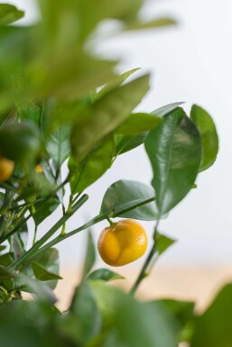 Citrusboom / Citrus Calamondin ministam 60-80 cm
